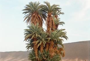 Cluster of palm trees