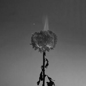 Sparks