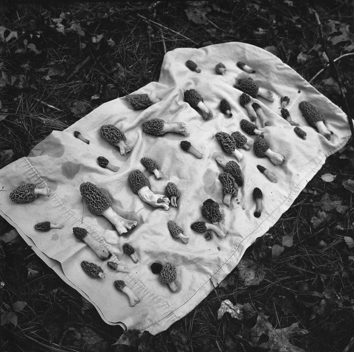 The Seraphim - Photographs by Jesse Lenz | Book review by Justin