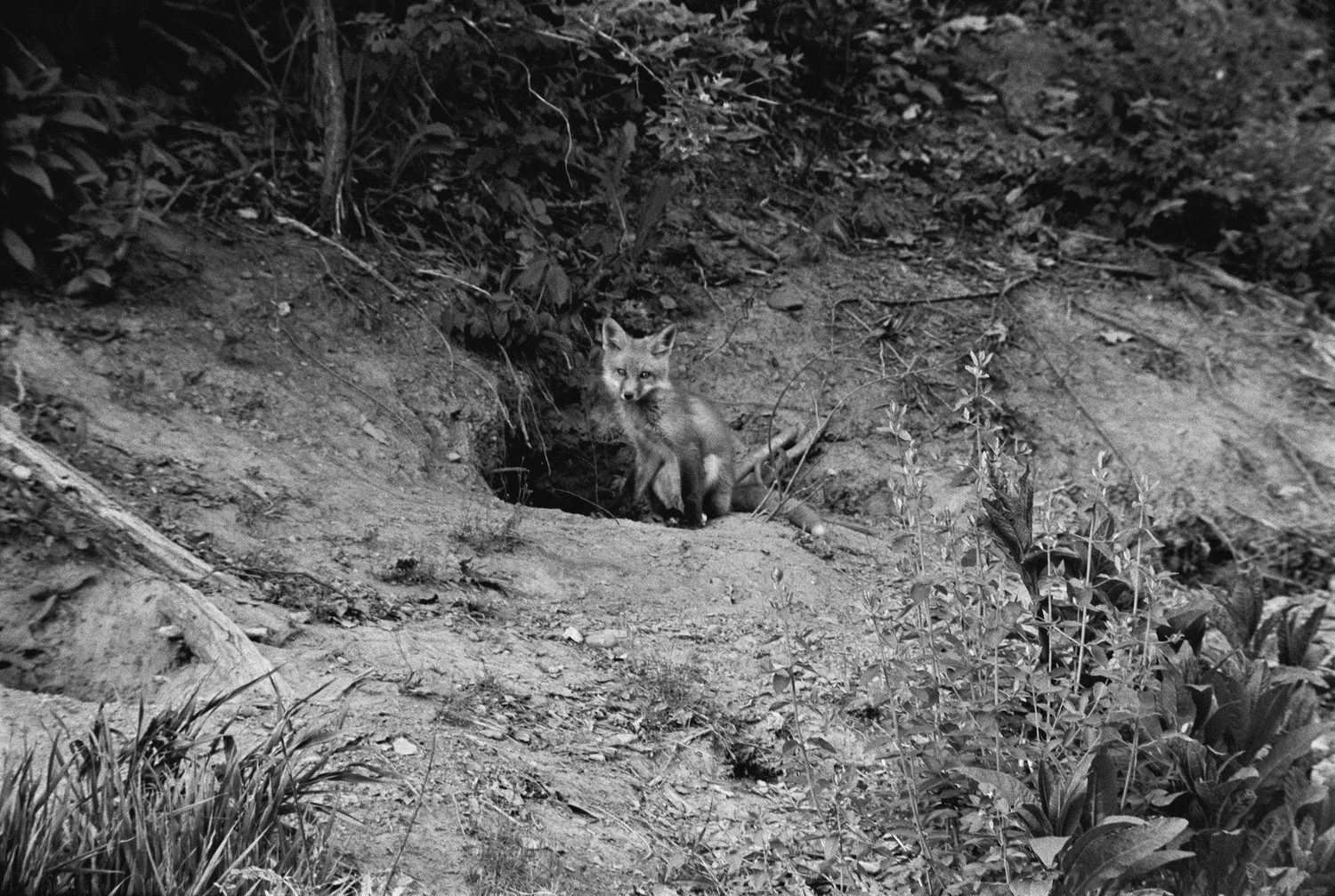 洋書 Jesse Lenz the seraphim The Seraphim - Photographs by Jesse Lenz | Book review by